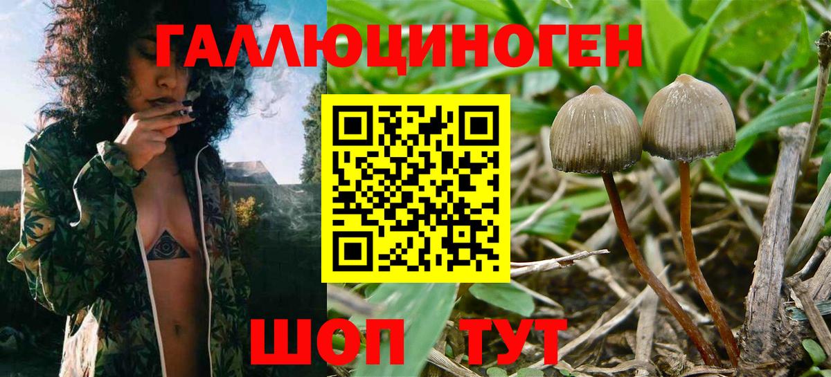 Галлюциногенные грибы Psilocybe  Вход с VPN  Псилоцибиновые грибы MAGIC MUSHROOMS  Луга 